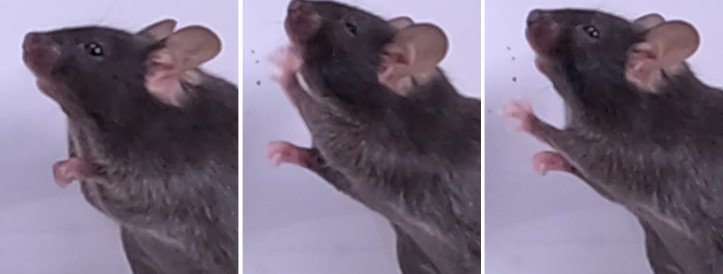 Researchers Uncover Mechanism Behind COVID-19-Induced Sneezing, Opening New Avenues for Treatment