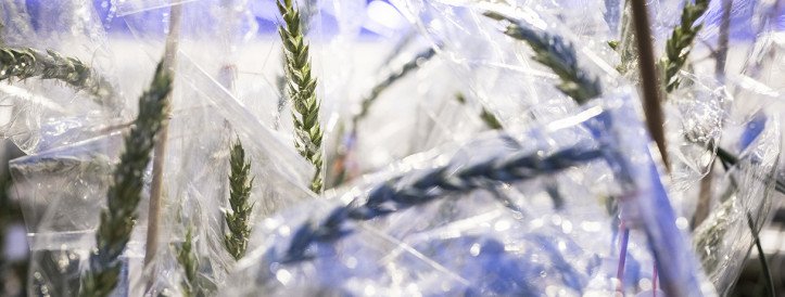 European Parliament Votes to Ease Regulation of Gene-Edited Crops