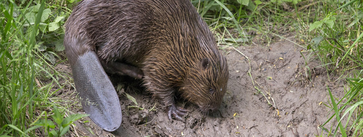 AI Identifies Beavers by Tail 'Fingerprint' Patterns