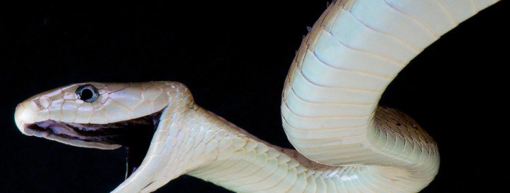 Breakthrough Antivenom Offers Hope for Universal Snakebite Treatment