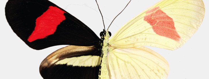Surprise RNA Discovery Unravels Mystery of Butterfly Wing Patterns
