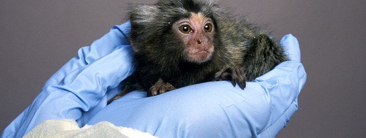 Pioneering Transgenic Marmosets Offer Insights into Parkinson's Disease Onset