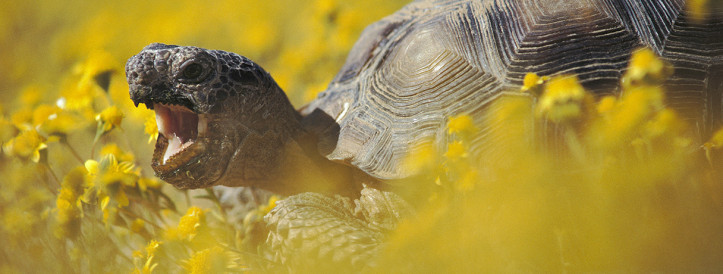 News at a glance: Plants’ tree of life, conserving U.S. federal lands, and entertaining invertebrate sentience