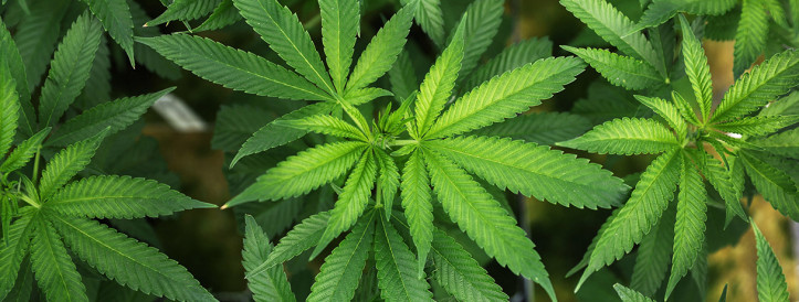 U.S. moves to reclassify cannabis as a lower risk drug