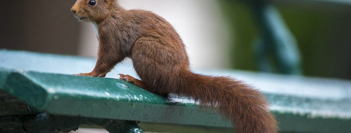 In medieval England, leprosy bounced between humans and squirrels