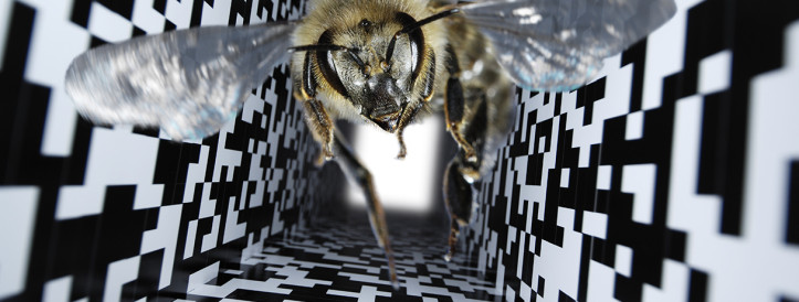 Buzzkill: Accusations are leveled at research on how dancing bees measure distances