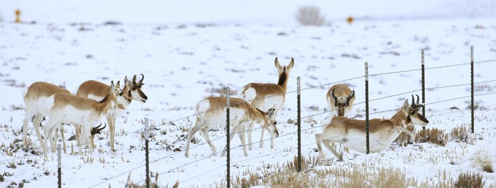 To reduce wildlife deaths caused by fences, scientists are turning to AI