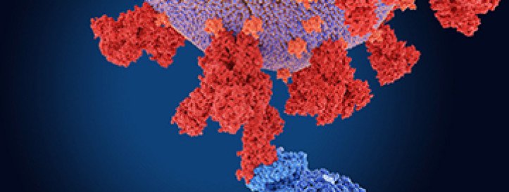 New approach to growing coronaviruses is research boon—but also raises safety concerns