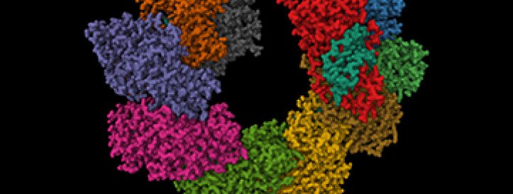 ‘Jumping gene’ enzyme can make big, precise changes to human DNA