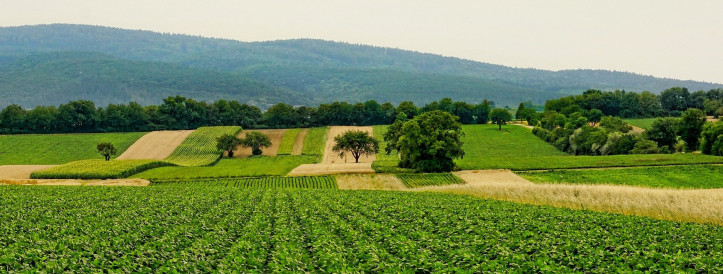 GPT's Inaccuracies in Agriculture Could Lead to Crop Losses and Food Crises