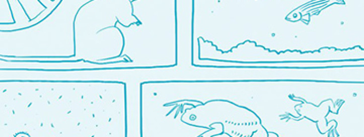 Swiss funder warns against banning animal testing