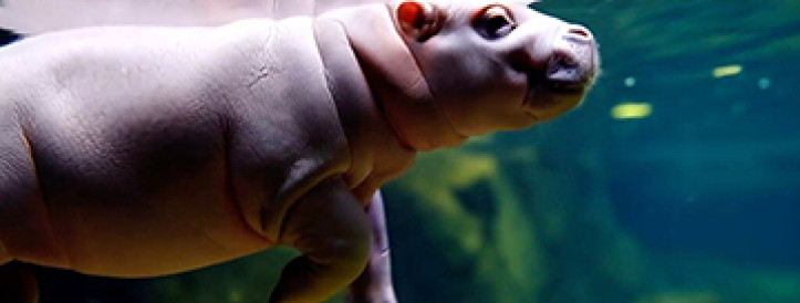 Is AI going to destroy movies or is the panic overblown? A film historian says these fears are not new