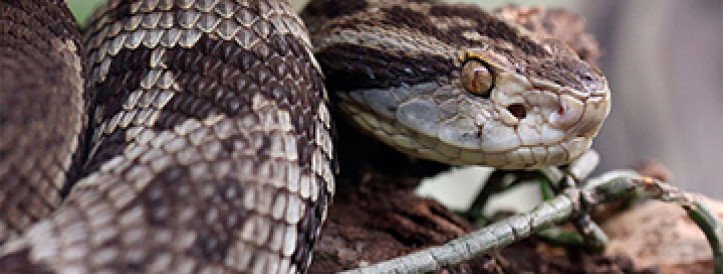 Don’t tread on me: Snake paper retracted for ‘soft-stepping’ technique