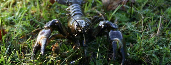 Estonian Scientists Combat Invasive Crayfish to Protect Native Species