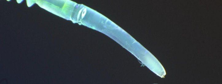 Soft Robotics Inspired by Spider Legs Improves Dexterity of Delicate Movements