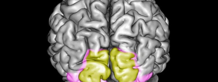 Understanding Visual Memory: Insights from Brain Research