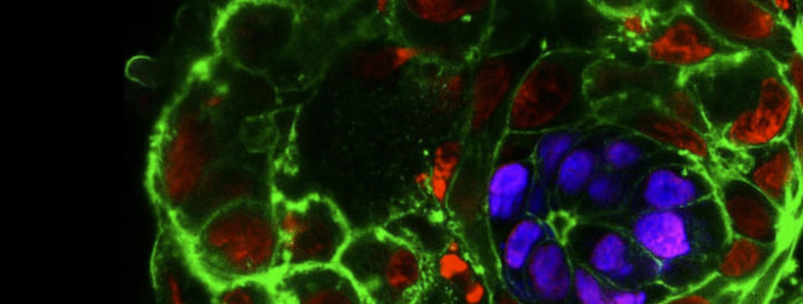 UK Unveils First Rules for Lab-Grown Embryo Model Research