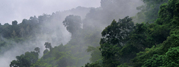 Wiley journal retracts 26 papers for