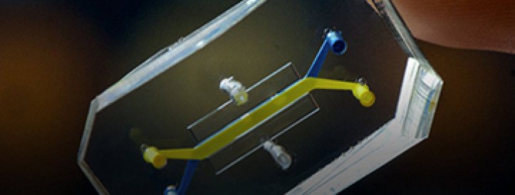 With a boost from the Trump administration, organ chips, AI, and other technologies bid to replace animals for drug and chemical testing