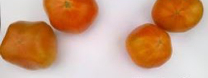 Do you know how to increase the size of tomatoes harvested and the yield of tomatoes? It can be done by using UBP